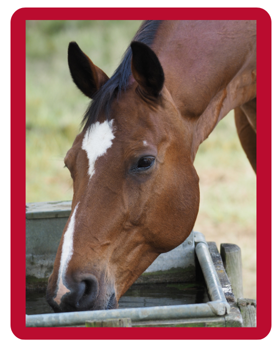 bay horse drinking water