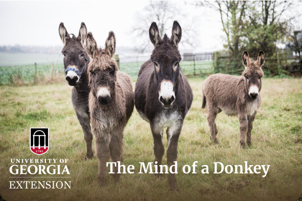 four donkeys in a field